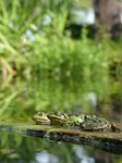 FZ008222 Marsh frogs (Pelophylax ridibundus) on plank.jpg